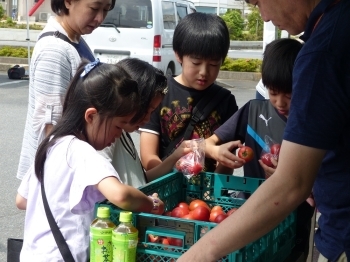 ◇トマト生産者直売会<br>新鮮なトマトをつかみ取り！　袋にどれだけ詰め込めるかな(≧▽≦)