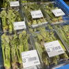 「地元産『山菜』入荷しています！道の駅木曽福島」