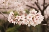 桜スポット特集 佐世保市 佐々町 波佐見町 川棚町の花見スポット まいぷれ 佐世保
