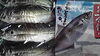 「天草の釣りあじ」