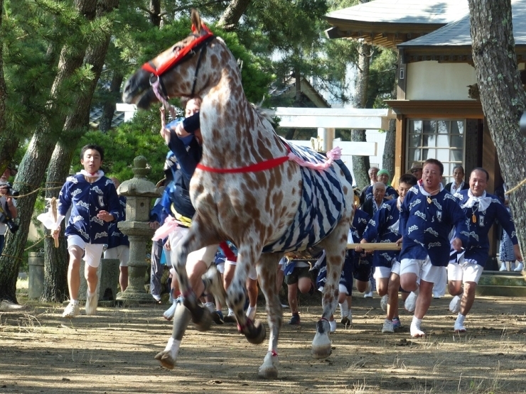 馬出祭りで馬の手綱を持つ人を「はんな」と呼ばれ、このお祭りの花形ともいえる存在です。