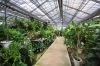 「【6月】観葉植物展示即売会のお知らせ」