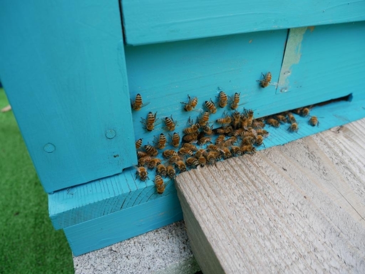 巣箱の出入口には門番のミツバチがたくさんいます
