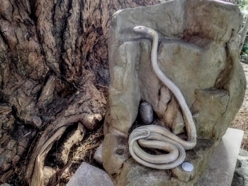 カヤの木の根元にはリアルな白蛇さま。