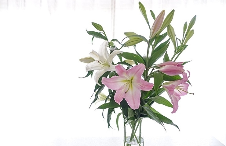 大切な人への贈り物に 伊奈町でおすすめの花屋さん まとめ いなナビ編集部おすすめのお店まとめ いなナビ 伊奈町 大切な人への贈り物に 伊奈町でおすすめの花屋さん まとめ いなナビ編集部おすすめのお店まとめ いなナビ 伊奈町