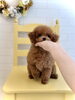 「お迎え🐶」