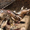 朝霞駅東口に炉端焼・鮮魚・おばんざいが自慢の『ろばた炉-IRORI-（いろり）』がニューオープン！！