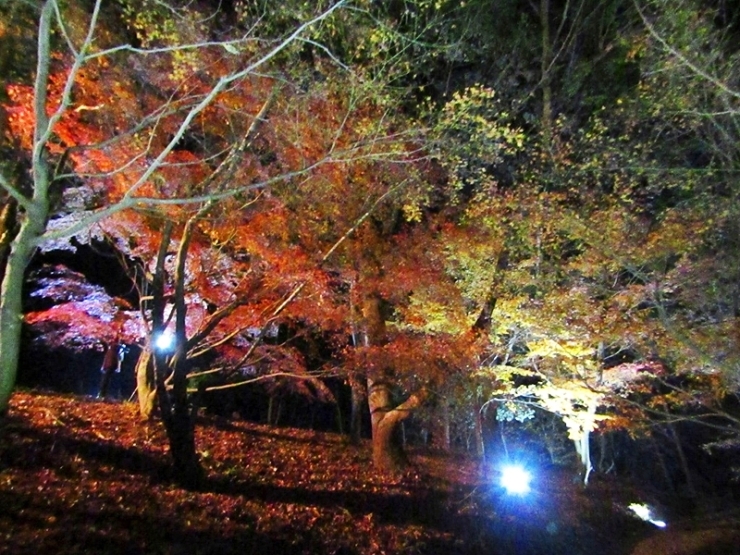 満濃池森林公園 第2回紅葉ライトアップ 香川のイベントまとめ まいぷれ 高松市