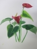 「一般科生徒作品　(鉢花）」
