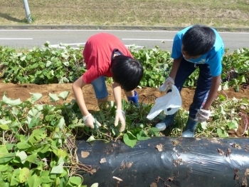 今年は、さつまいものツルを切ることから体験してみました。　説明をよく聞いているから危なくないね(^_-)-☆