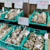 「『種芋』販売が始まりました！道の駅木曽福島」