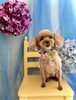リリちゃん「わんこと紫陽花」