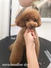 「秋のオプションキャンペーン　^ - ^」