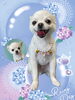 「Dog salon mofu mofu　余市町」
