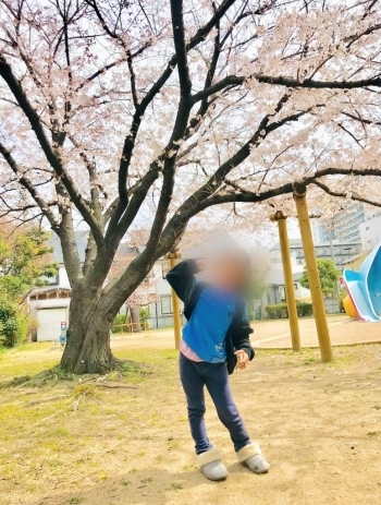 【桜の木】