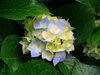「《Vol.25》はっちCHIRO(カイロ)ニュースです★☆★ 」