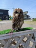 モリフクロウ「ウラルOWL」