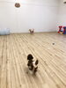 Ａ・きなこちゃんのコトも追いかけます^o^「ましゅまろ幼稚園　^o^」
