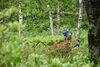 「日本すずらんと季節を映す山野草」
