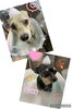 ハーブパック中♡「可愛い子ちゃん♡ Dog salon mofu mofu 余市町」