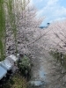 桜祭りの時の桜「《あっかーまんの小麦ライフ》番外編　＠伏見の桜」