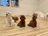 理玖くん♡仁姜くん♡綺羅くん「ましゅまろ幼稚園🐾」