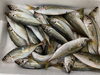 「鮮魚パックいろいろ販売中‼️〆鯖も販売致します🐳」