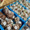 「春の『原木椎茸』入荷します！道の駅木曽福島」
