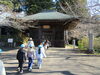 かっこいい門をくぐると…「西蓮寺の大イチョウ🎵」