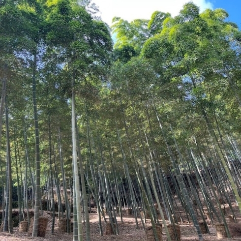 「稲わら敷きの準備　【長岡京・京たけの子 小川】」