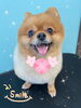 「可愛い子ちゃん♡ Dog salon mofu mofu余市町」