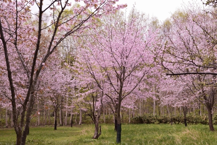 小樽市 まいぷれ