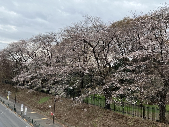 野川公園の桜　東八道路沿い「東京都府中市の桜スポットのお花見、開花、満開の情報　2023年3月」