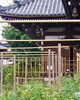「境内ではセージが満開です」