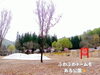 「大湯温泉街近くにある公園。バーベキューもできてドッグランあり、山野草の宝庫、大湯公園。」