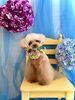 きなこちゃん「わんこと紫陽花」