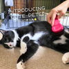 「✿11/4㈪ 譲渡会(所沢市)参加保護猫情報！⑤✿ 雑種猫/MIX猫/保護猫/狭山湖動物霊園」