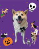 「Dog salon mofu mofu　余市町」