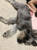夏バテの愛犬です。「折詰料理・折詰弁当は、あがわまで」