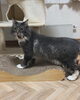そら君「ねこ 預かり ホテル 宿泊【札幌 北区 上篠路⠀catbeard キャトビヤード】」