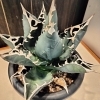 アガベ agave 植物 八王子 八王子駅 インテリアグリーン 珍奇植物 棘 