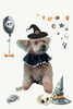 「Dog salon mofu mofu　余市町」