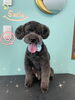 「わん♡ Dog salon mofu mofu 余市町」
