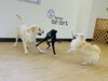 「プレイルームでのびのび♪ 犬同士で遊びながら社会化トレーニング」