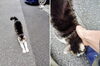 頭をすりすり「(ΦωΦ) ねこで癒される１ (=^・^=)　★英会話と体操のコラボ教室（堀切、お花茶屋、綾瀬、亀有、小菅）」
