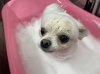 「本日のお客さま♥️チワワ【大分市中戸次／ドッグサロン／トリミング】」