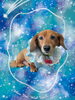 「Dog salon mofu mofu　余市町」