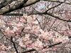 「【2026年版🌸】新居浜・西条の桜開花情報まとめ！お花見スポットをご紹介しています✨」