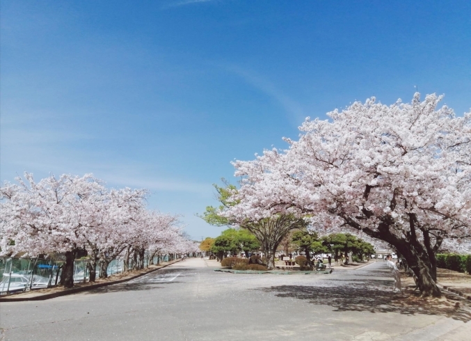 昨年4月2日の桜。。今年も楽しみですね「☆ジャザサイズ西大寺クラス☆【無料体験来て来て♡】４月は プレゼントチャレンジもあります！」