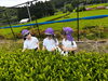 「お茶摘みに行ってきました🍃」